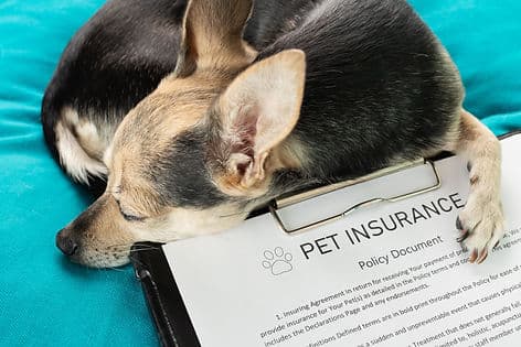 ACE Vets Pet Insurance